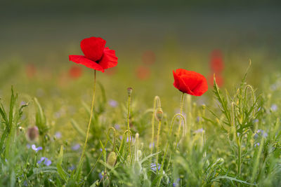 Close-up of red poppy flowers on field