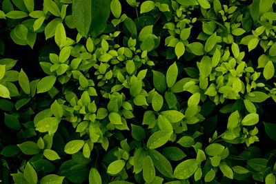 Full frame shot of fresh green plants