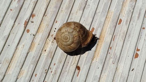 Close-up of snail on wood