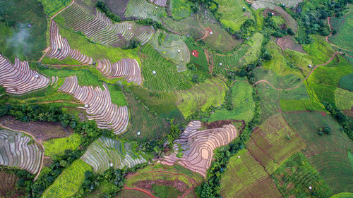 High angle view of agricultural field