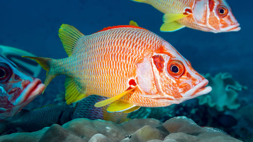 Close-up of fish swimming in sea