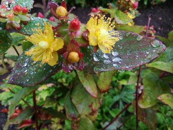 Close-up of wet flowers