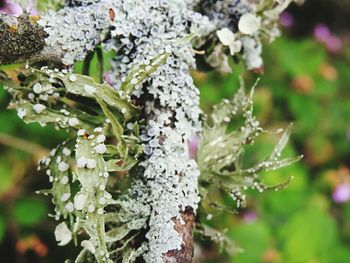 High angle view of lichen growing on plant