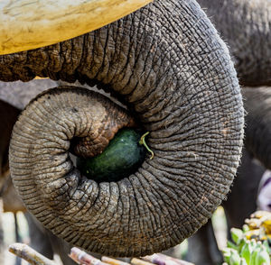 Close-up of elephant