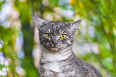 Beautiful cute cat with yellow eyes green nature background minsk.