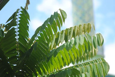 Low angle view of leaves on plant against sky