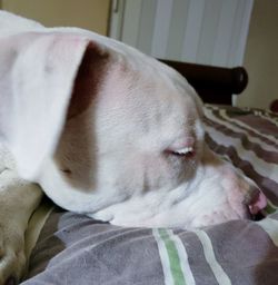 Close-up of dog sleeping on bed