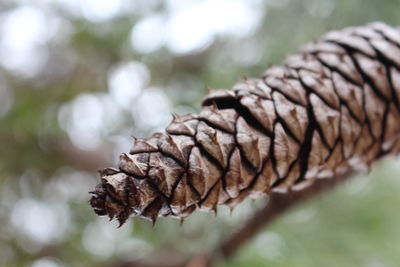 Close-up of fresh green leaf