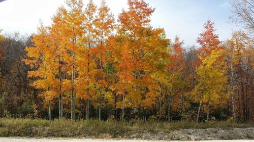 Scenic view of field during autumn