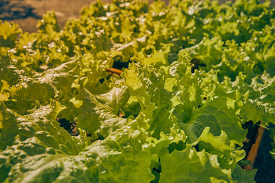 Close-up of fresh green plants