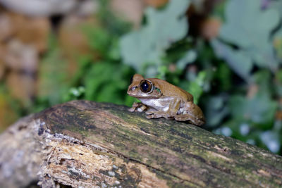 High angle view of frog sitting on tree trunk in forest