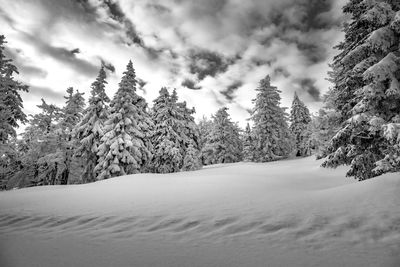 Snow covered pine trees against sky