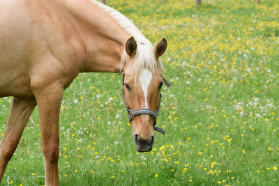 Horse in field