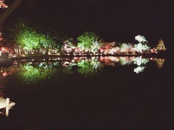 View of trees at night