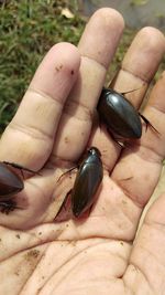 High angle view of insect on hand