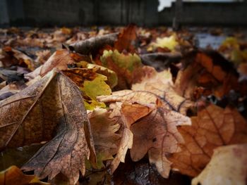 Close-up of fallen maple leaves