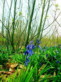 Plants growing on field