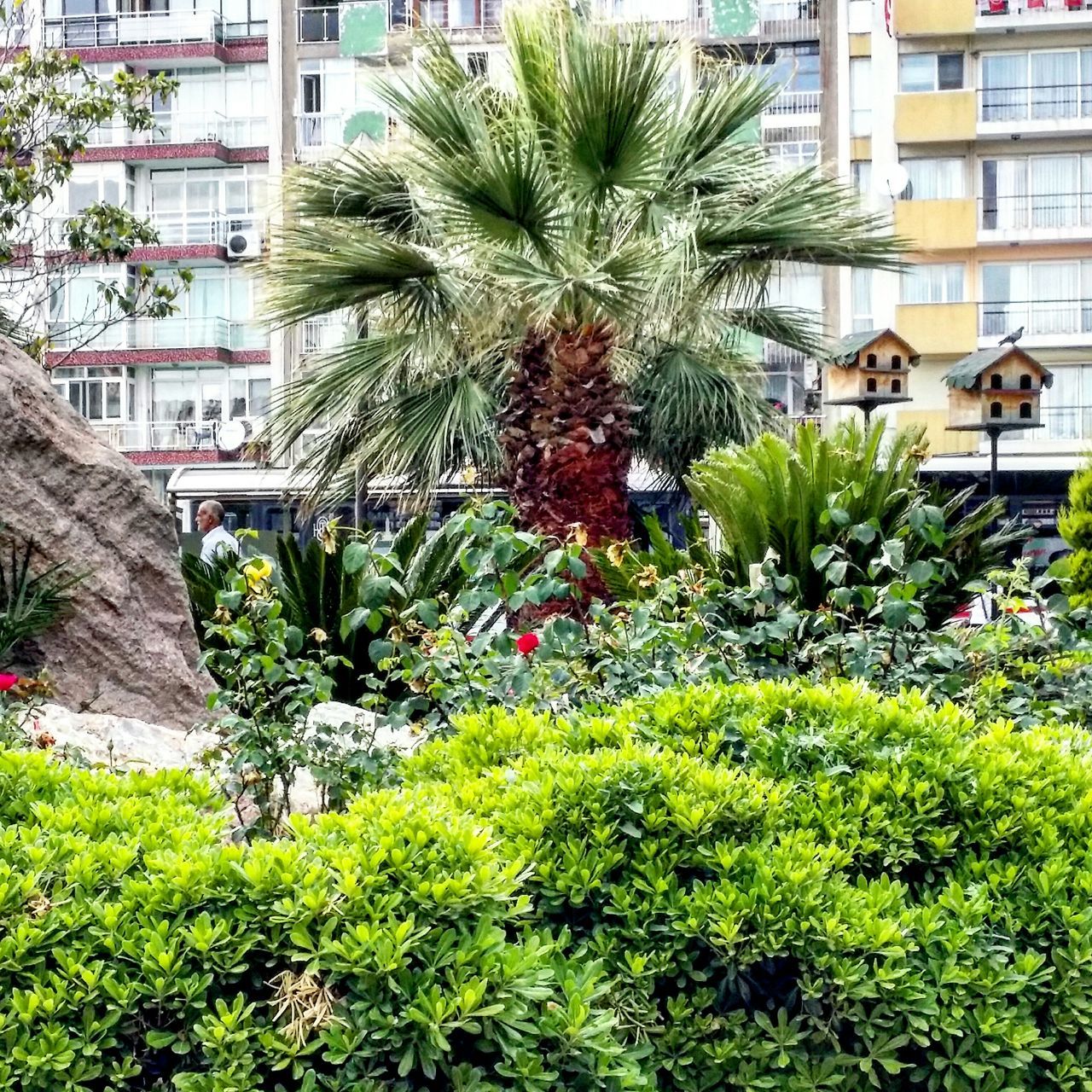 building exterior, architecture, built structure, growth, plant, tree, green color, city, residential building, house, residential structure, palm tree, building, leaf, potted plant, day, growing, outdoors, front or back yard, no people