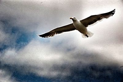 bird