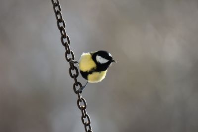 Close-up of great tit perching on chain
