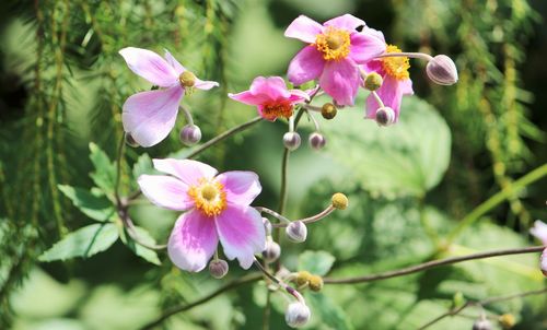 Close-up of flowers blooming outdoors