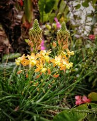 flowering plant