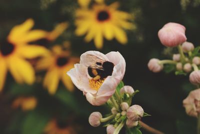 Close-up of honey bee pollinating on flower