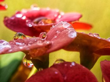 Close-up of wet red flower