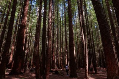 Woman standing amidst trees in forest