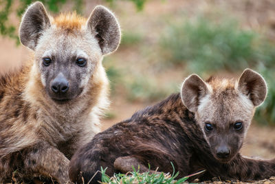 Close-up portrait of two dogs