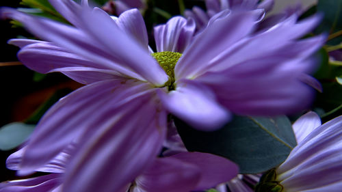 Close-up of purple flowering plant