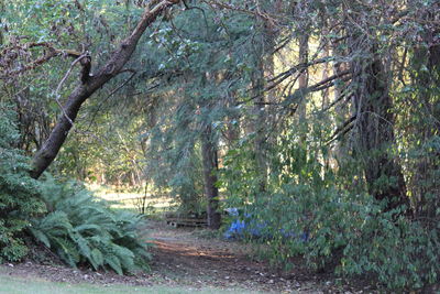 Trees in forest