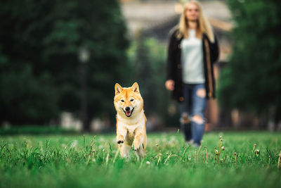 Portrait of dog on field