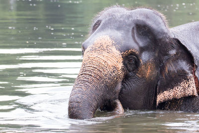 Close-up of elephant in lake