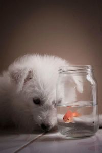 Close-up of dog in glass