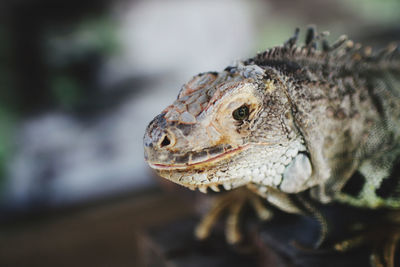 Close-up of a lizard