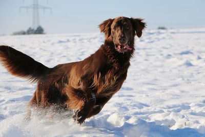 Portrait of dog on snow field against sky