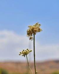 Close-up of flowering plant on field against sky