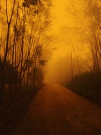 Road amidst bare trees