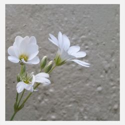 Close-up of white flowers