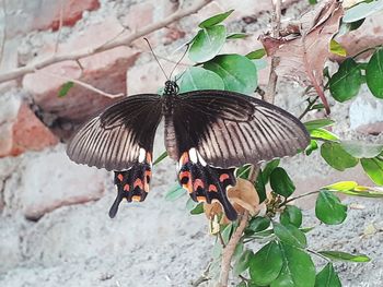 Close-up of butterfly