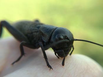 Close-up of black cricket insect on hand
