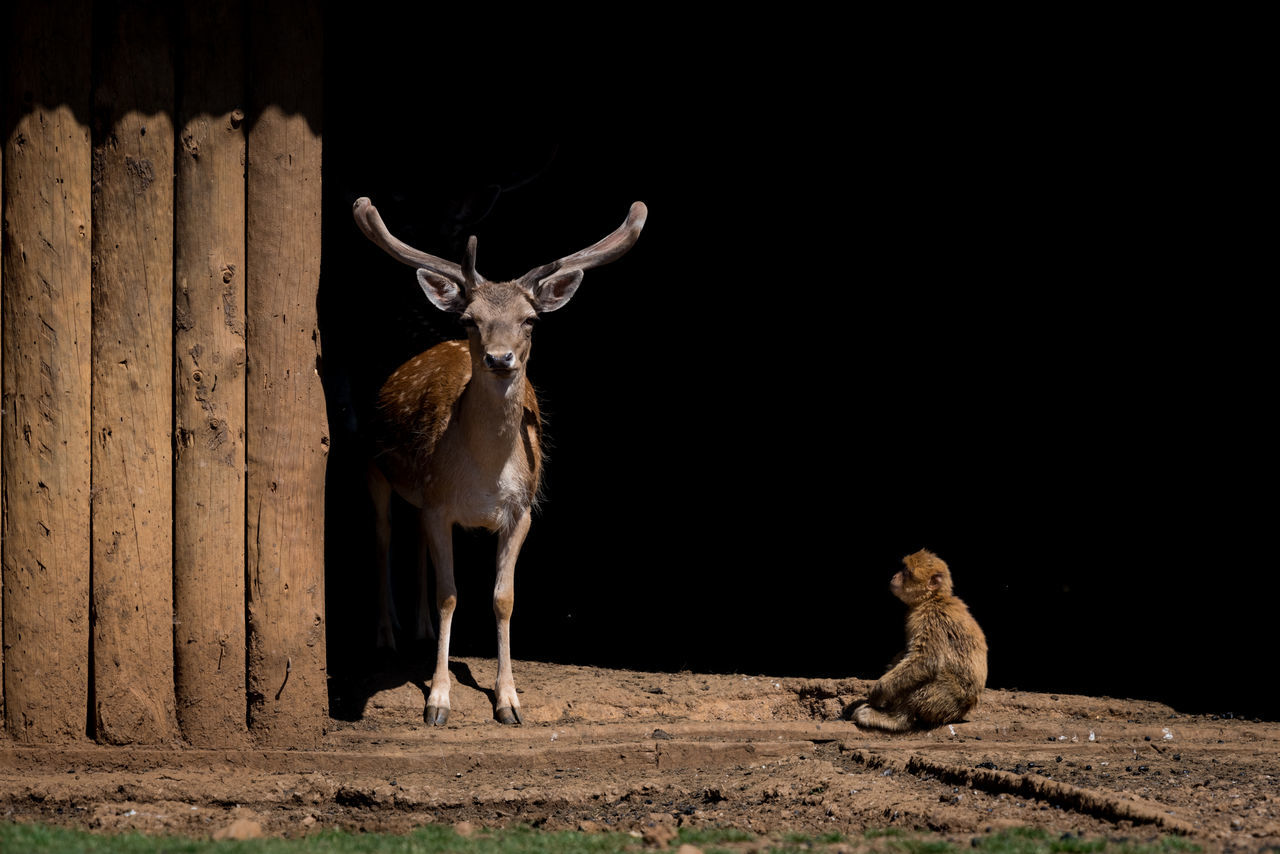 PORTRAIT OF GIRAFFE STANDING AGAINST WALL