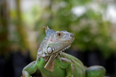 Close-up of a iguania