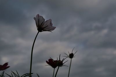 Close-up of flowering plant against sky