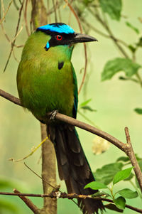 Close-up of green bird perching on plant