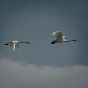 Low angle view of seagull flying in sky