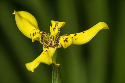 Close-up of yellow flowering plant