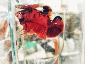 Close-up of fish swimming in glass window