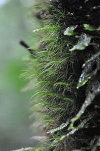 Close-up of wet tree